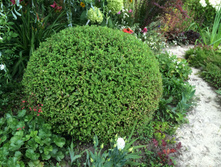 ������ �������� ����� �������� (Little Princess) -100 ���