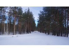 ������ ������ �����.