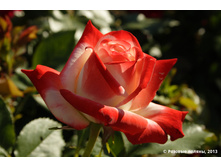 ���� �-� ����������� ����