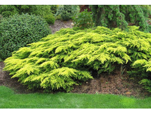 ������. ���� �������(Juniperus chinensis Daubs Frosted)