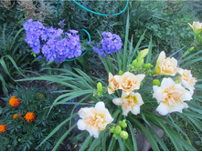 �������� ��������, ��������