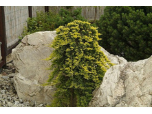 ������. ������ ������(Juniperus horizontalis Golden Carpet)
