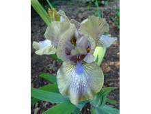 ������ ���