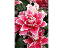 ����� ROSELILY �������