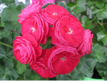 ���������� 'PAC Viva Rosita