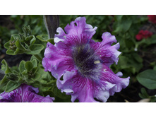 ������ �����