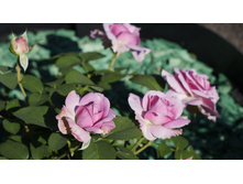 �������� ���