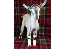 ������� (����� ����������)