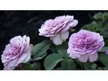 �������� ���