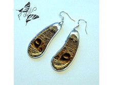 ������ Caligo illioneus, 300