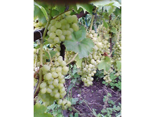 IMG 20150912 123802.jpg  �����.