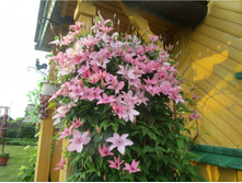 586fa95e067ad img3628.jpg