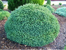 ��� omorika Karel