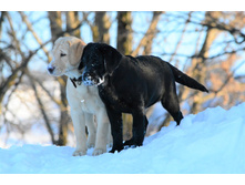 ������� � ���� ������� �� ��