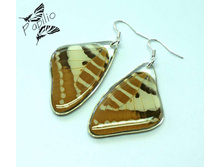 ������ Graphium nomius, 350