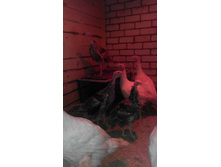 IMG 20161022 114546.jpg