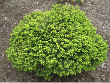 ��� Picea abies Little Gem