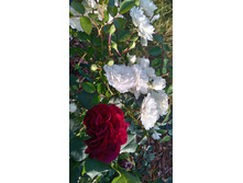 ������� (50).JPG