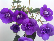 Ilya Melnik (������� 2013�.)-���� ������