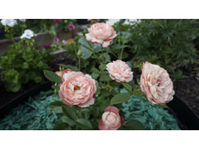 148 — �����.JPG