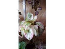 Unpredictable Valley - "��������������� ������"