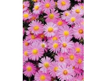 ����� HERBSTGRUSS-VOM-BESSERHOF.