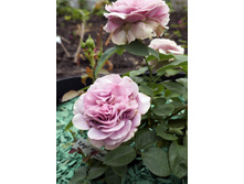 �������� ���