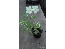 ��������� �����������- ������ �������� ...