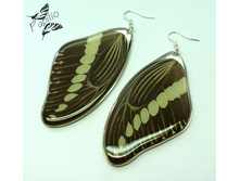 ������ Papilio gigon, 350