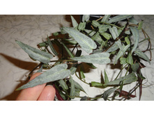 Cissus amazonica 'L'