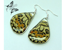 ������ Papilio demoleus, 250