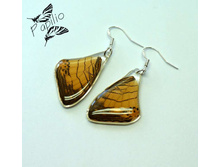 ������ Cyrestis lutea, 250