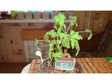 Robert's Lemon Rose(��������)