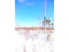 IMG 20170226 113743.jpg