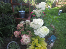 586ec78a18a23 img4587 (1).jpg