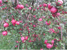 586e8c674fd18 img4641.jpg