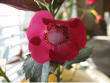 'Scarlet Queen' (Saliba, 2013)