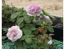 �������� ���