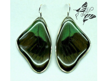 ������ Papilio peranthus, 350