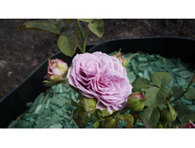 �������� ���