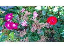 ������� (63).JPG