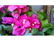 ����������� ���������.....