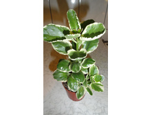 �������� �������� ����������� ( Kalanchoe fedtschenko) -