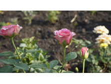 137 — �����.JPG