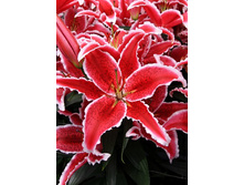 ����� ��� ���