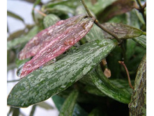 Hoya Sigillatis(����)