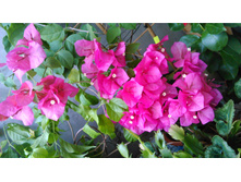 ����������� ���������- ������ �������� ....