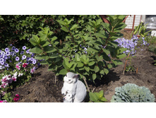 305 — �����.jpg