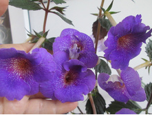 Poseidon (������� 2013�.)-���� ������