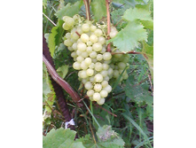 ����� ���������